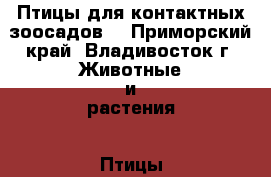 Птицы для контактных зоосадов. - Приморский край, Владивосток г. Животные и растения » Птицы   